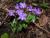 Violettes dans le vallon de Zouayné, Sites à chauves-souris de Breil-sur-Roya