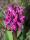 Orchidée à l'Arpette, Sites à chauves-souris de Breil-sur-Roya
