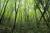 Forêt de charme-houblon dans le vallon de Zouayné, Sites à chauves-souris de Breil-sur-Roya