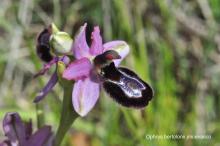 Ophrys de Bertoloni