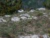 Pelouses rupicoles calcaires ou basiphiles de l’Alysso-Sedion albi