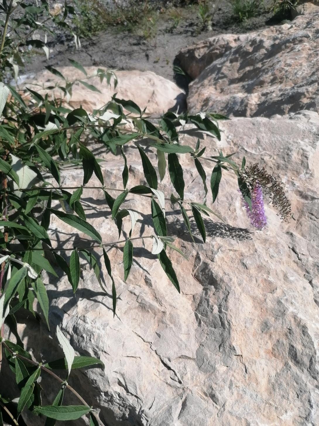 FR9301566 Sites à chauves-souris de Breil-sur-Roya 